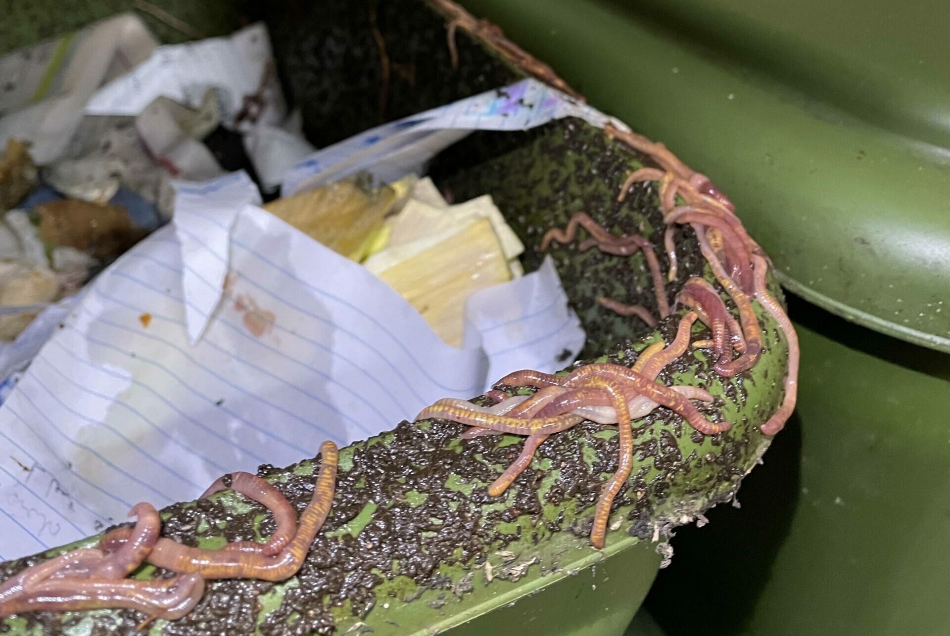 Why my worms "escape"? Wormlovers worm farms