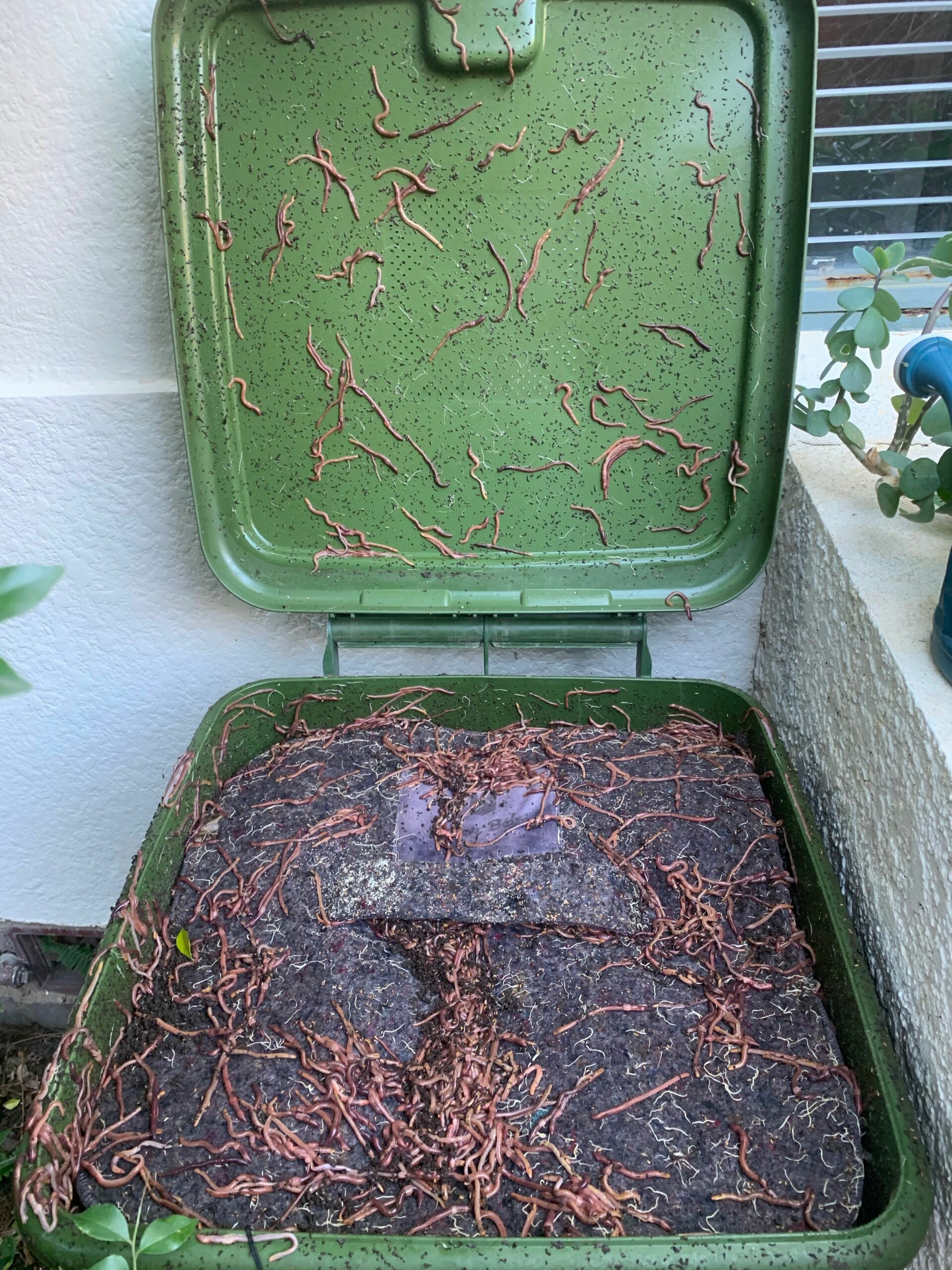 Worms on your worm farm's lid? Wormlovers worm farms