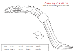 Worm Anatomy classroom activity