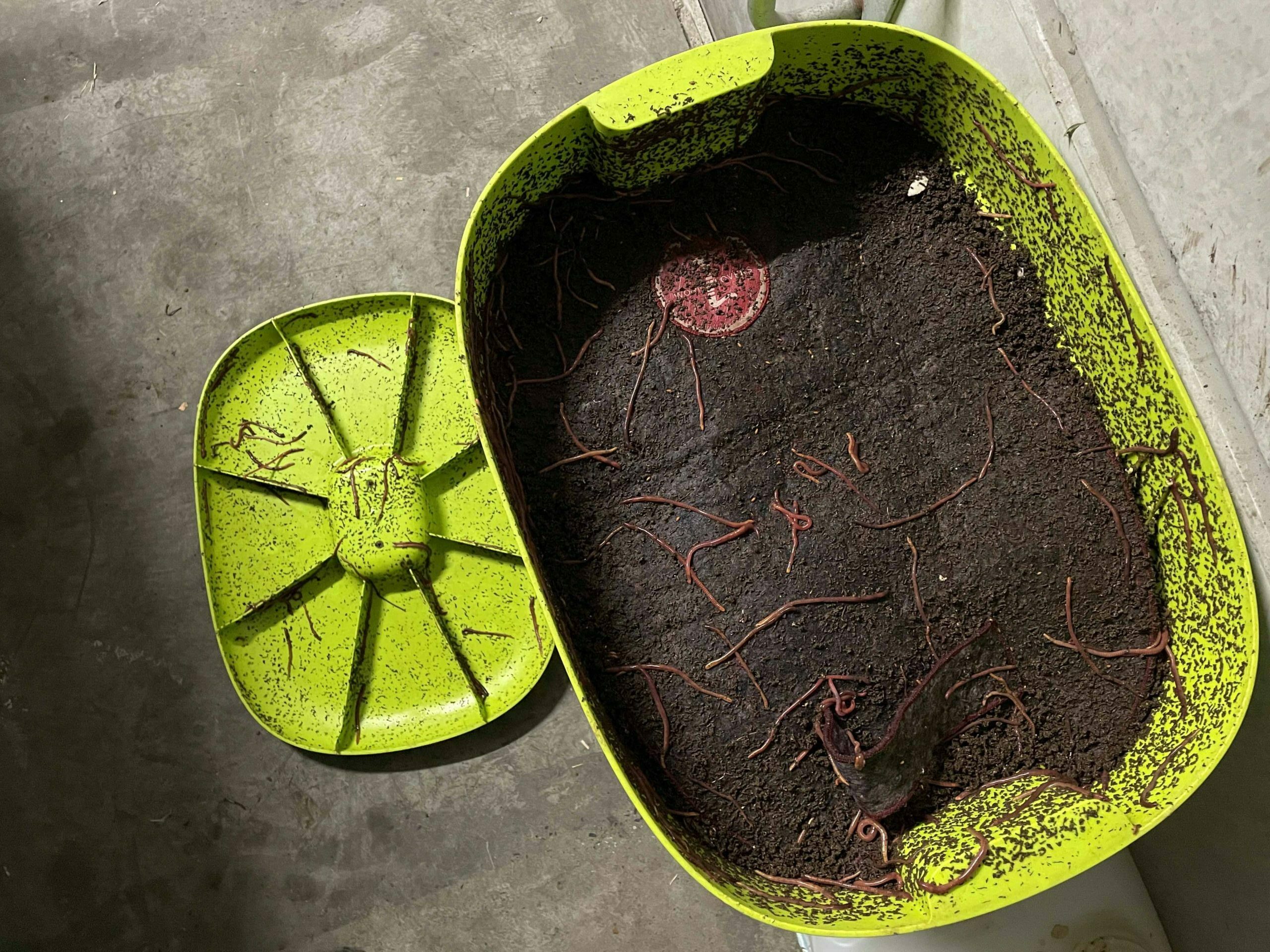 Why my worms "escape"? Wormlovers worm farms