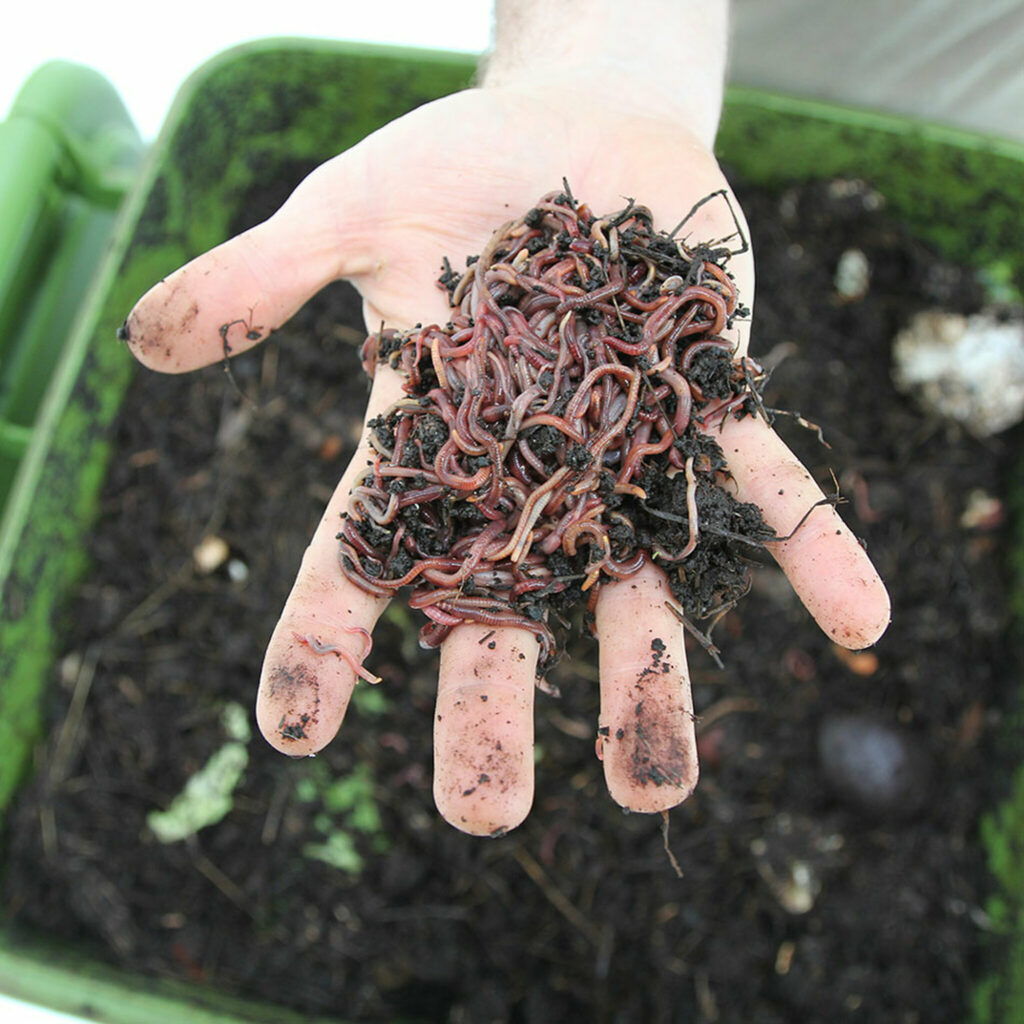 Compost worm flash sale! Wormlovers worm farms